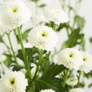 Weiße Chrysanthemen 'Madiba' - 5 Stiele