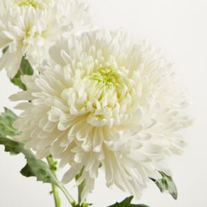 Weiße Deko Chrysanthemen - 4 Stiele