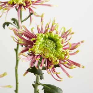 Lila Chrysanthemen 'Spider'