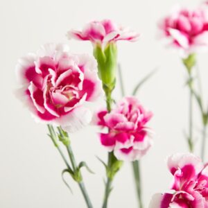 Pinke Spray Nelken