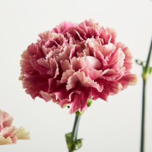 Rosa-weiße Nelken
