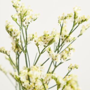 Weißes Strandflieder 'Limonium' - 5 Stiele