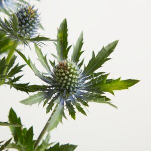 Blaue Edeldistel