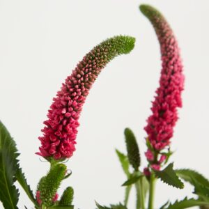 Pinke Veronika