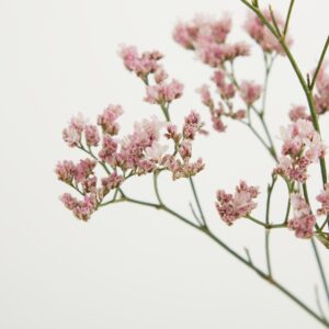 Rosa Strandflieder 'Limonium'