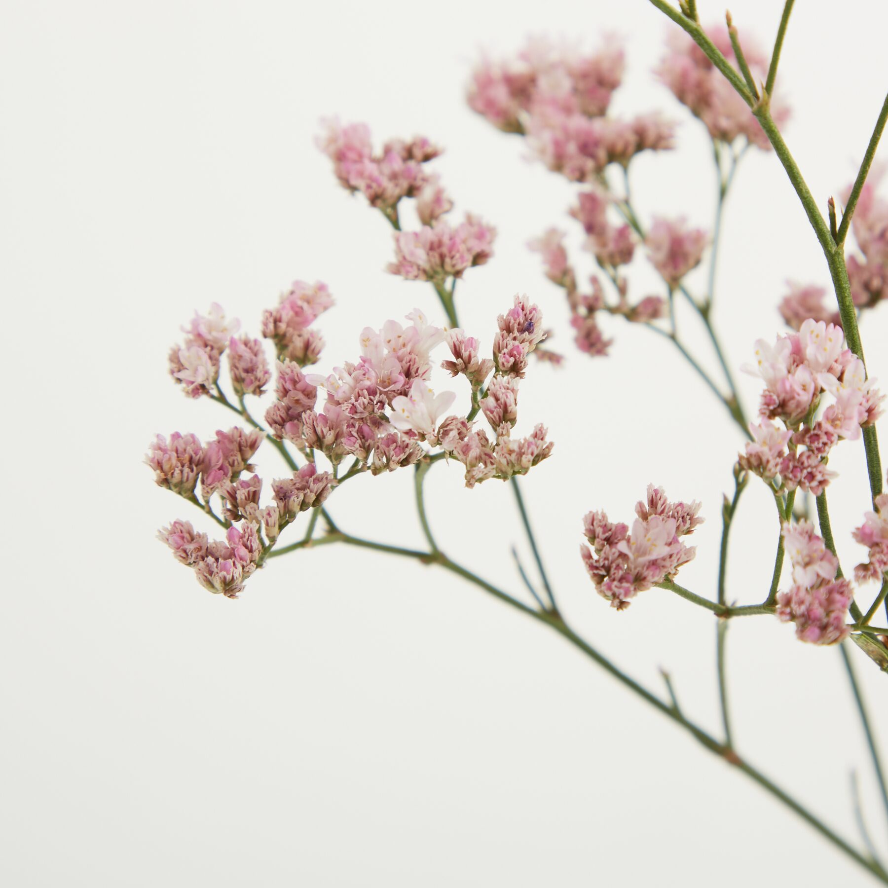 Rosa Strandflieder 'Limonium'
