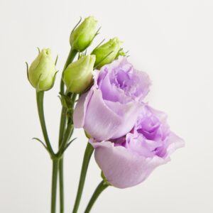 Lila Lisianthus
