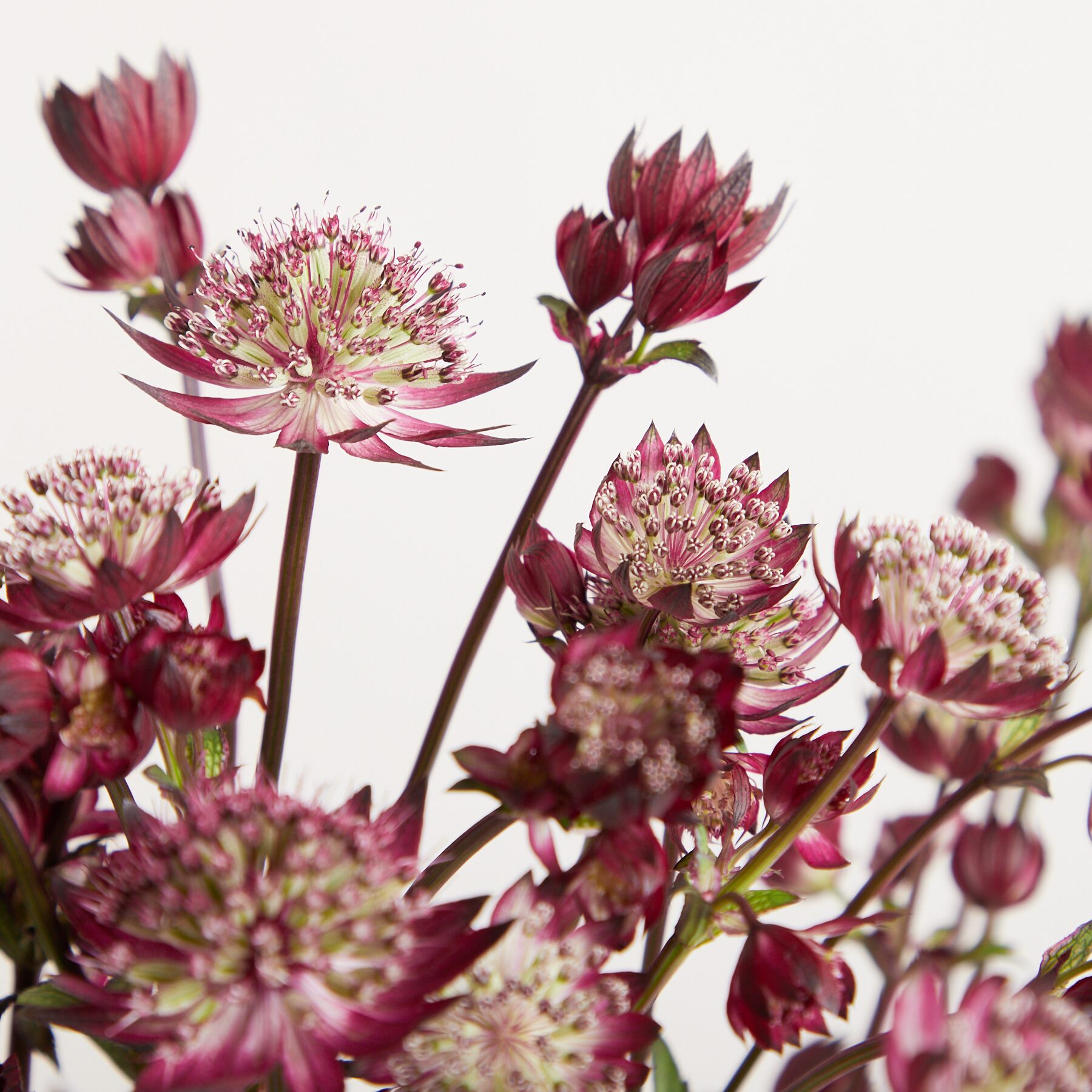 Rosa Astrantien 'Roma'