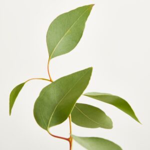 Eukalyptus - Bund