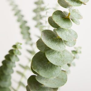 Eucalyptus Baby Blue - Bund