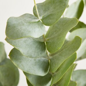 Eucalyptus 'Cinerea' - Bund