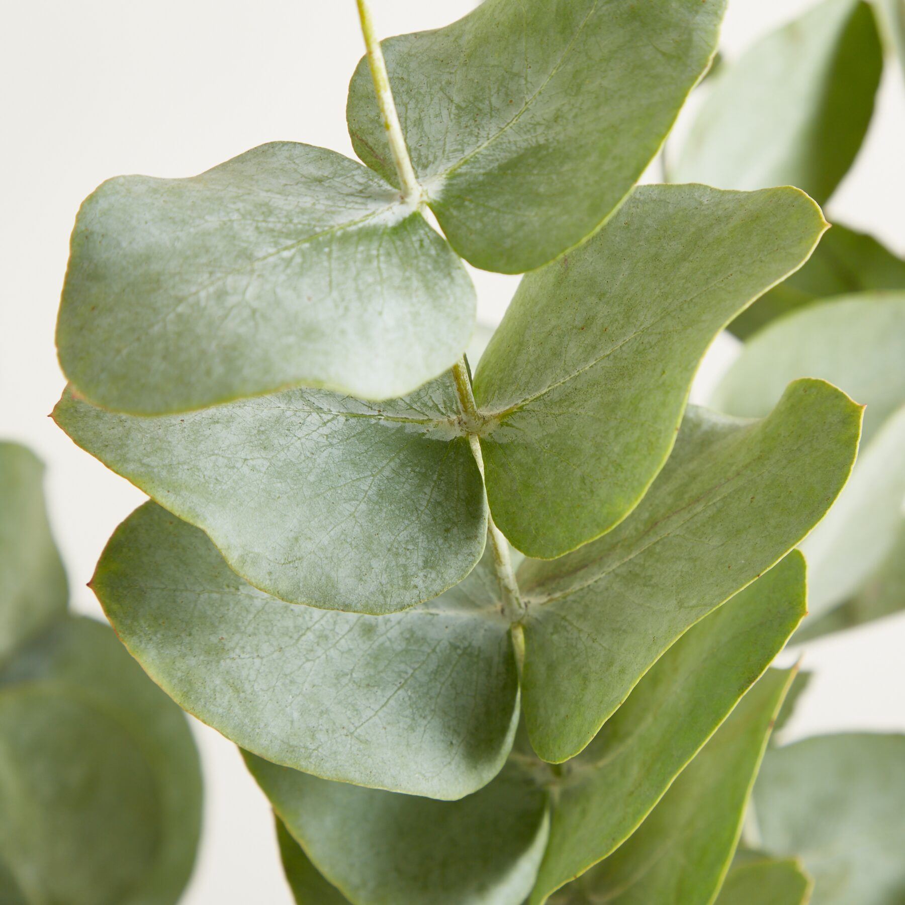 Eucalyptus 'Cinerea' - Bund