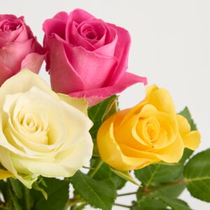 Bunte Fairtrade Rosen 'Reha'