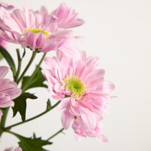 Rosa Chrysanthemen