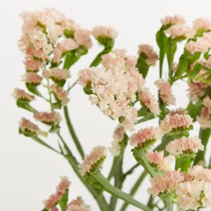 Rosa Limonium