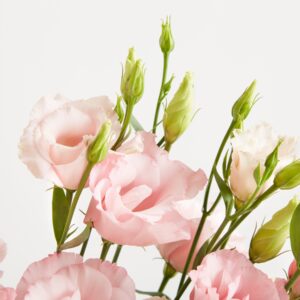 Rosa Lisianthus