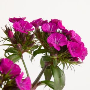 Rosa Bartnelken