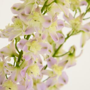 Gemischter Rittersporn