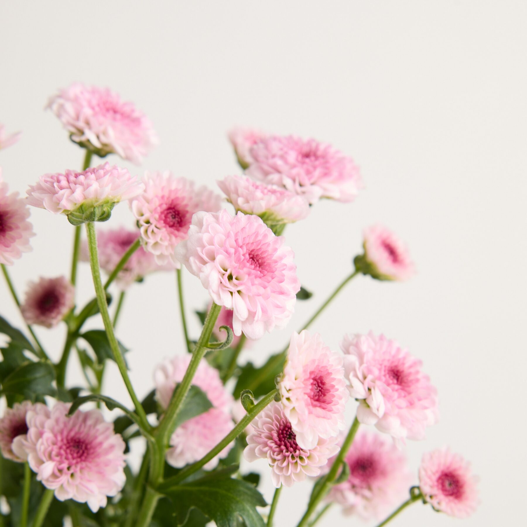 Rosa Chrysanthemen 'Madiba'