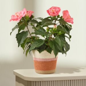 Hibiskus Dreams