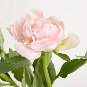 Rosa Pfingstrosen 'Alerti' - 5 Stiele