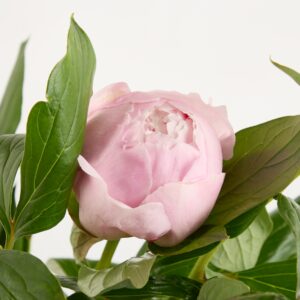 Rosa Pfingstrosen 'Sarah' - 5 Stiele