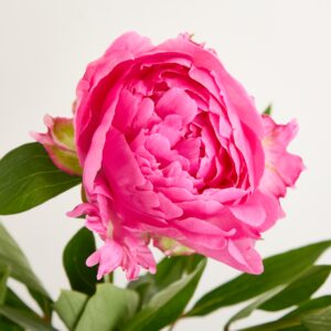 Rosa Pfingstrosen 'Dr. Flemming'