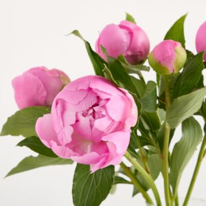 Rosa Pfingstrosen 'Jules'
