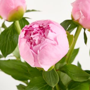 Rosa Pfingstrosen 'Angel' - 5 Stiele