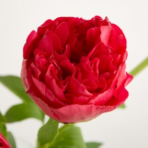 Pinke Pfingstrosen 'Command'