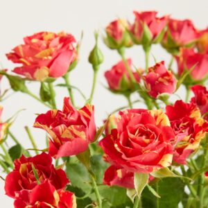 Verzweigte Rosen 'Summerdance'