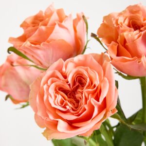 Orange Rosen 'Blushing Reeva' - 7 Stiele
