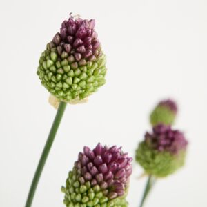 Lila Kugelallium