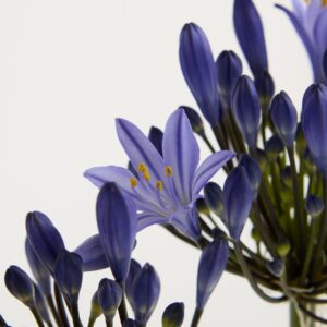 Blaue Agapanthus - 5 Stiele