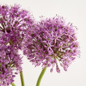 Lila Allium - 5 Stiele