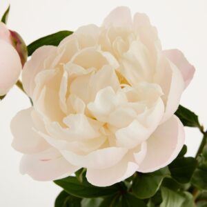Rosa Pfingstrosen 'Gardenia'