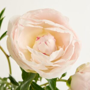 Rosa Pfingstrosen 'Shirley Temple'