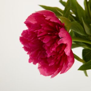 Rosa Pfingstrosen 'Officina'