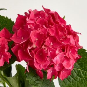 Pinke Hortensien - 3 Stiele