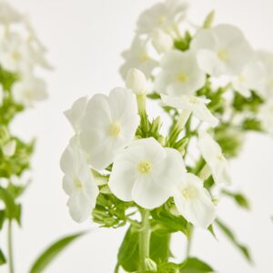Weißer Phlox - 7 Stiele