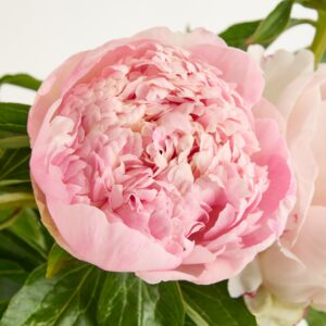 Rosa Pfingstrosen 'Kathryn' - 5 Stiele