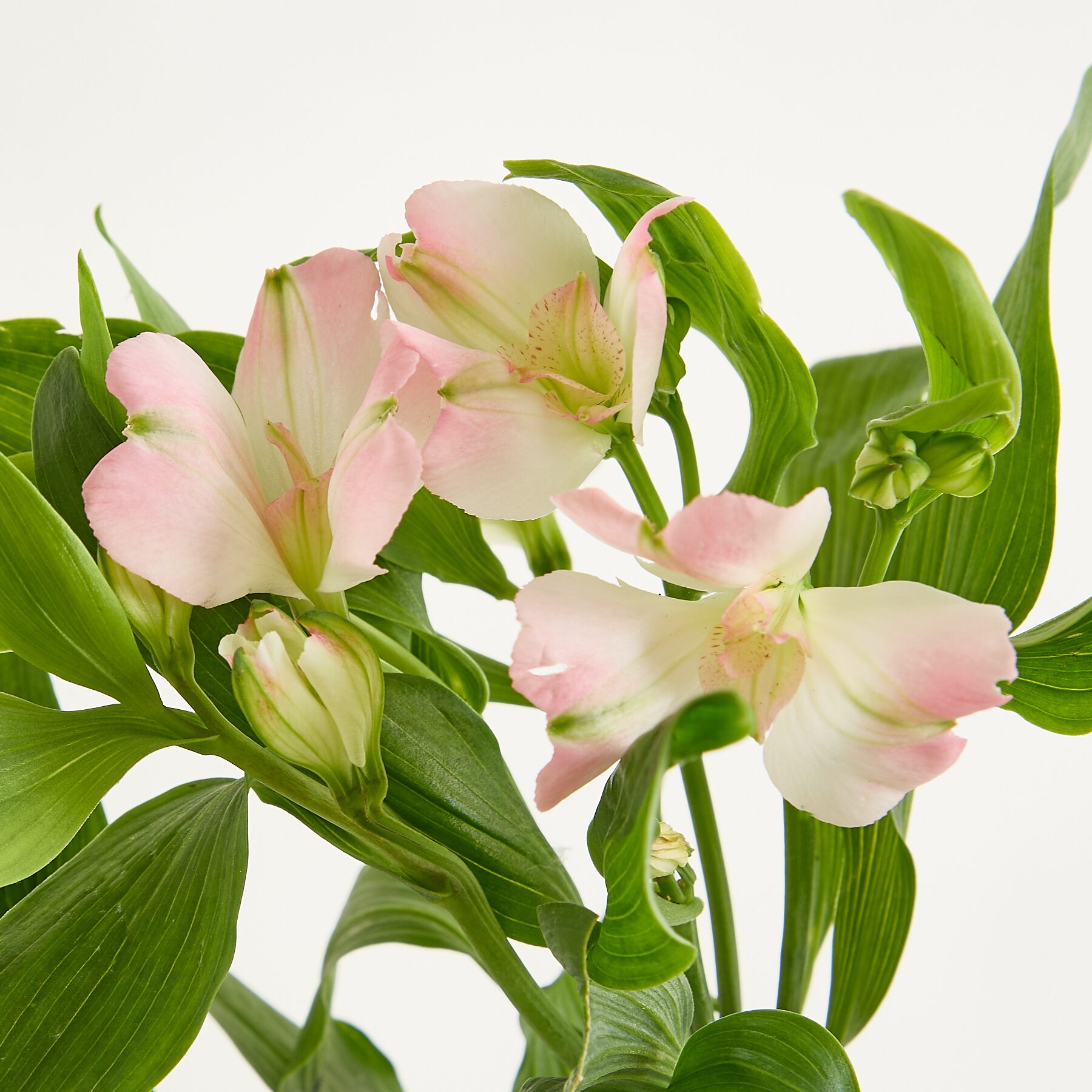 Rosa Alstromerien 'Charmelia' – Bild 2