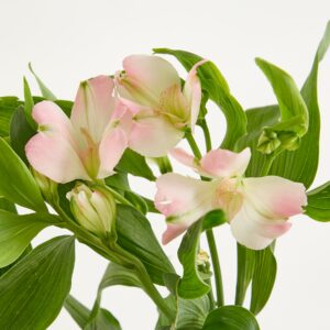 Rosa Alstromerien 'Charmelia' - 5 Stiele