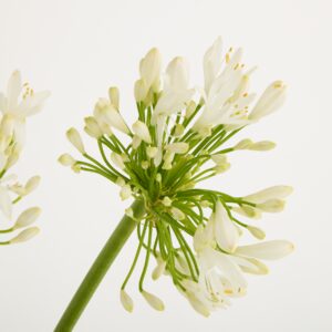 Weiße Agapanthus