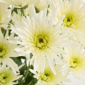Weiße Chrysanthemen 'Spider'