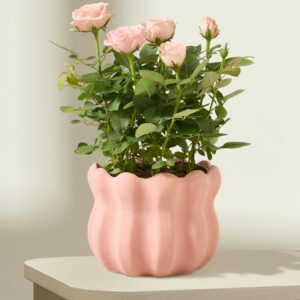Rosy Pastel