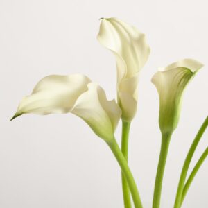 Weiße Calla