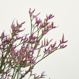 Lila Limonium