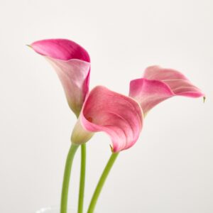 Rosa Calla - 5 Stiele