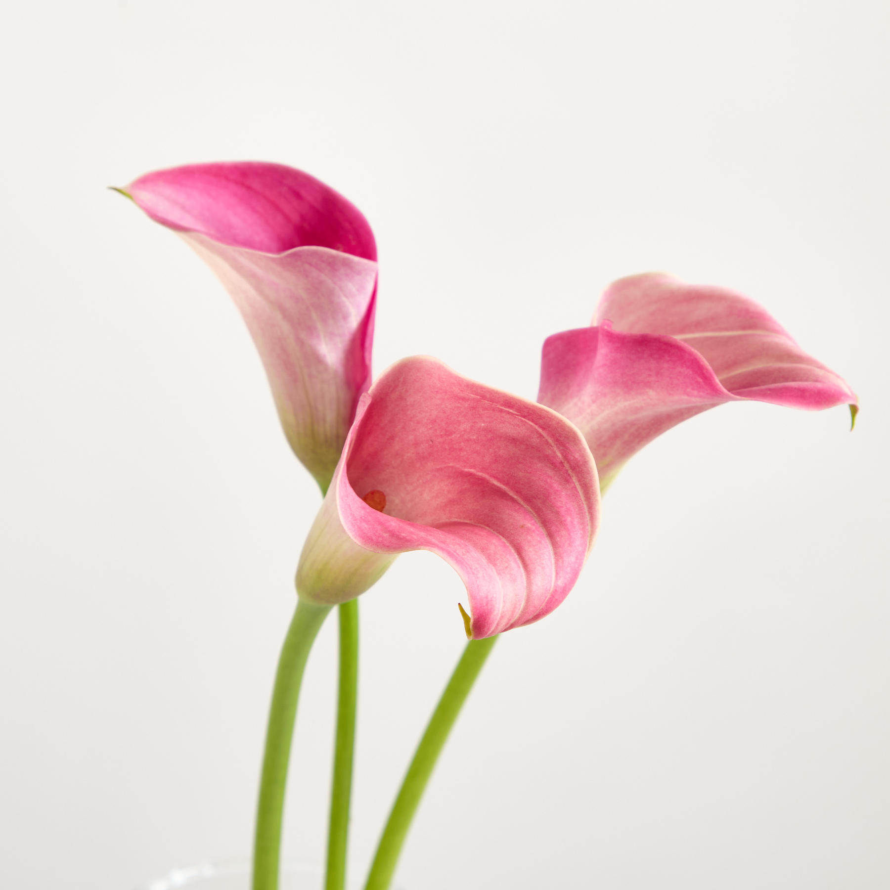 Rosa Calla